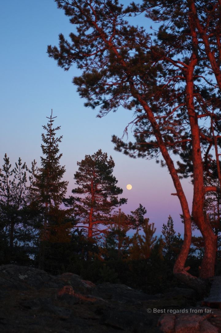The Moon rises while the sun has not set yet over the pine trees in remote Sweden