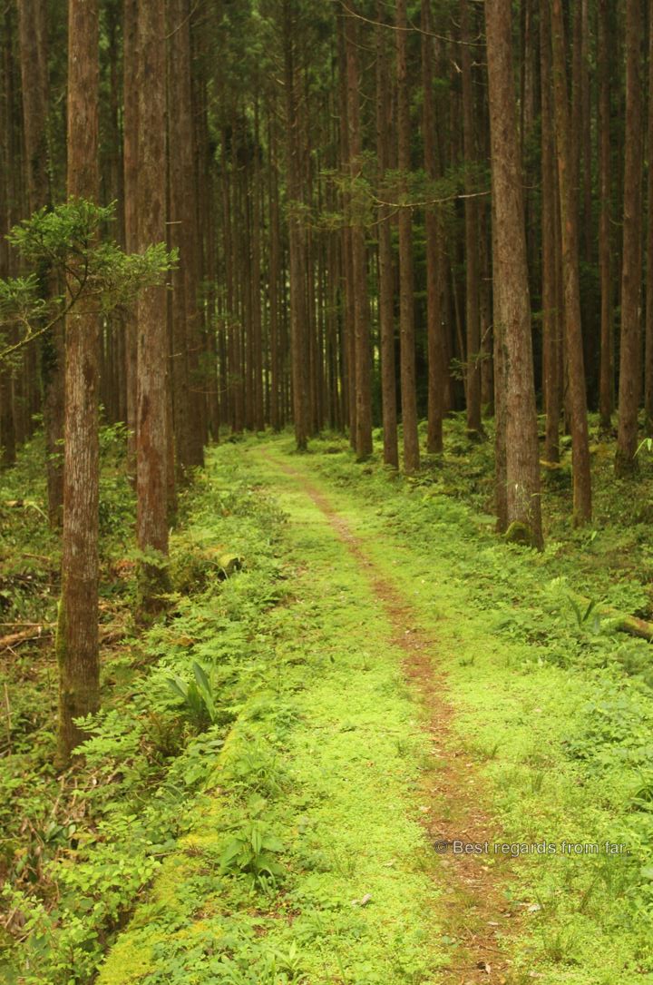 Cedar tree forest along the Kaeda valley hike, Japan.