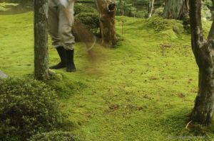 Monk wearing tabi split-toe sock and sweeping the precious moss of Koke-dera: gently with a twig broom.