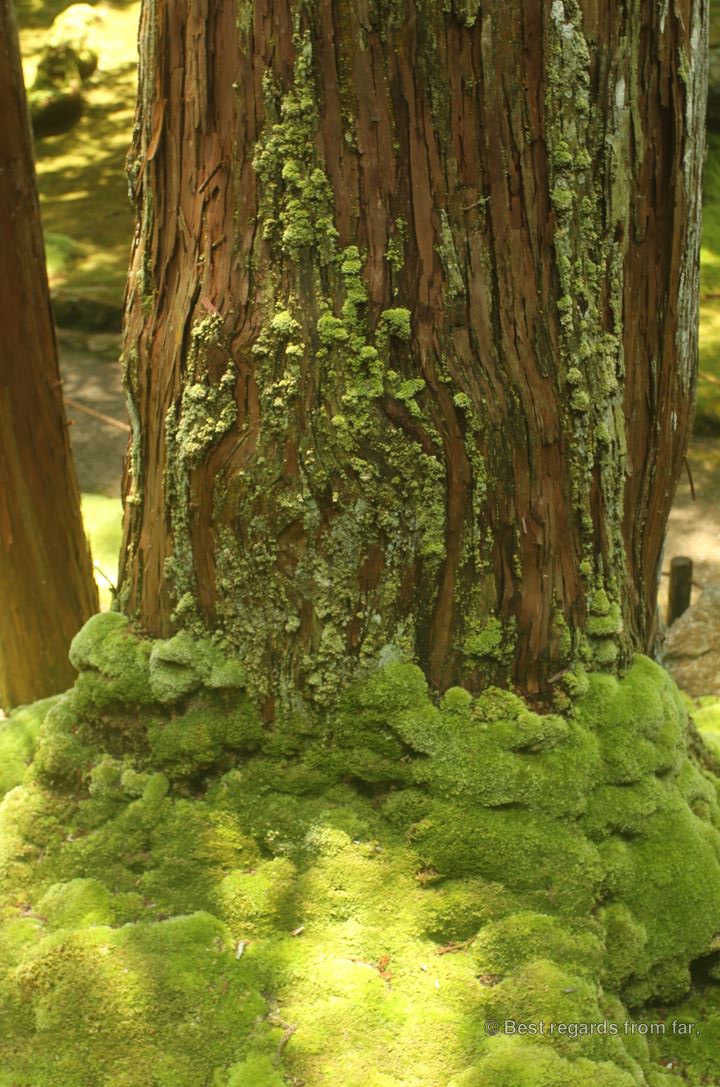 Moss growing along the trunk of a cedar tree in Koke-dera, the temple of moss, Kyoto.
