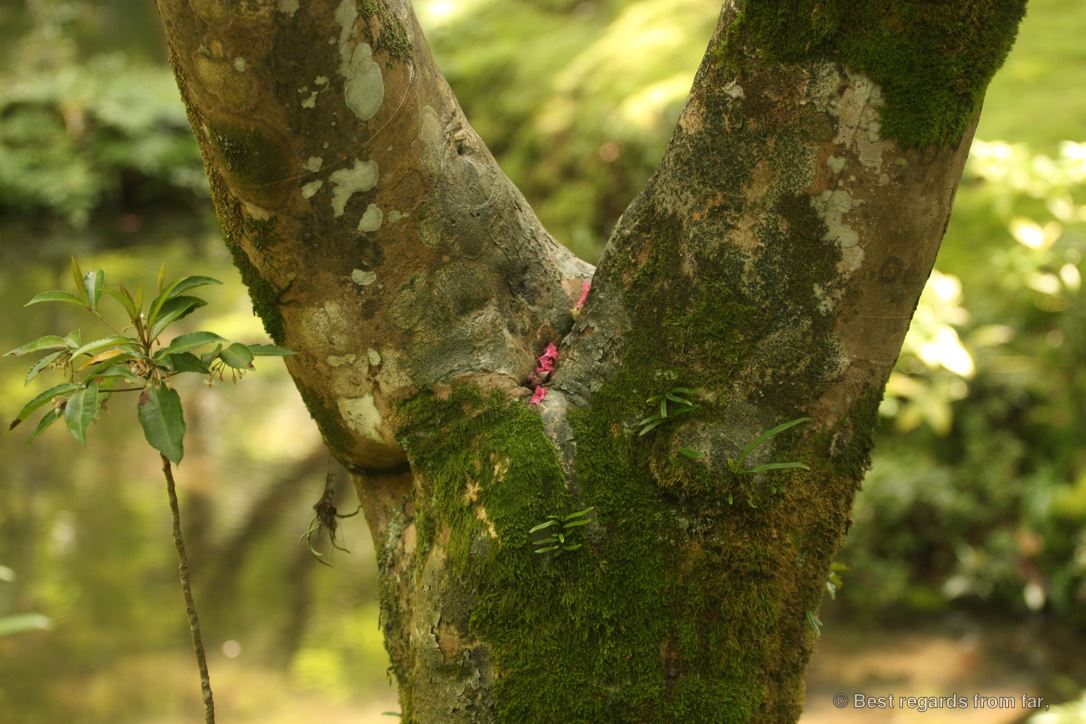 Pink flowers on a tree branch amongst greenery in Koke-dera, the temple of moss, Kyoto.