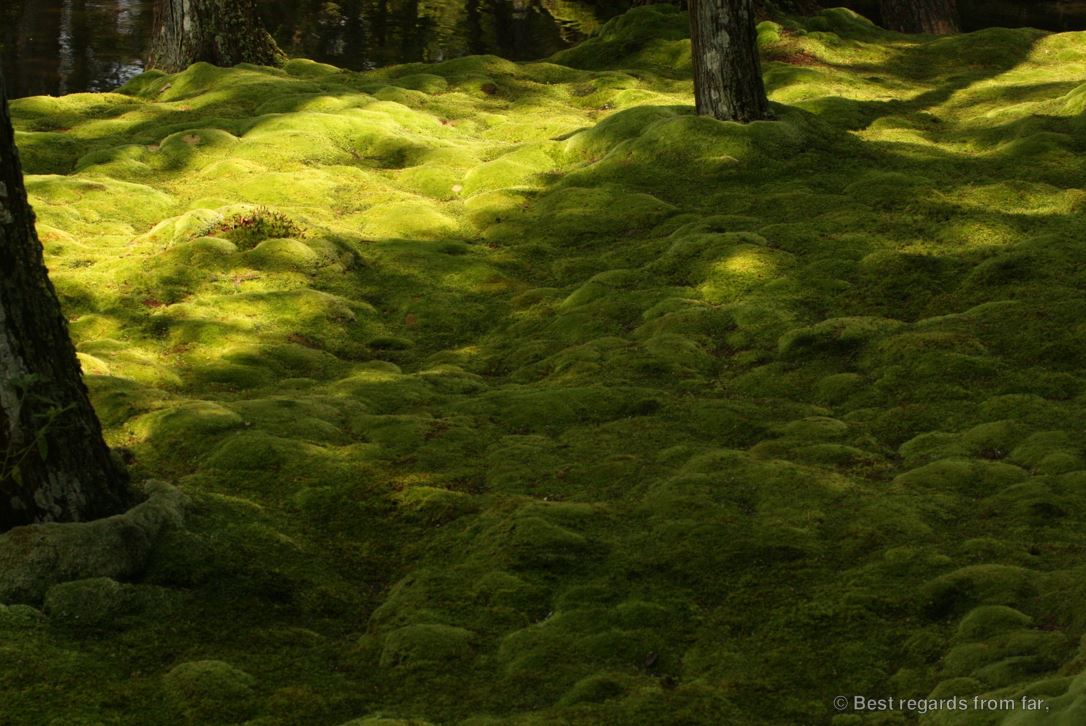 Koke-dera: shadows and lights on the delicate moss, Kyoto.