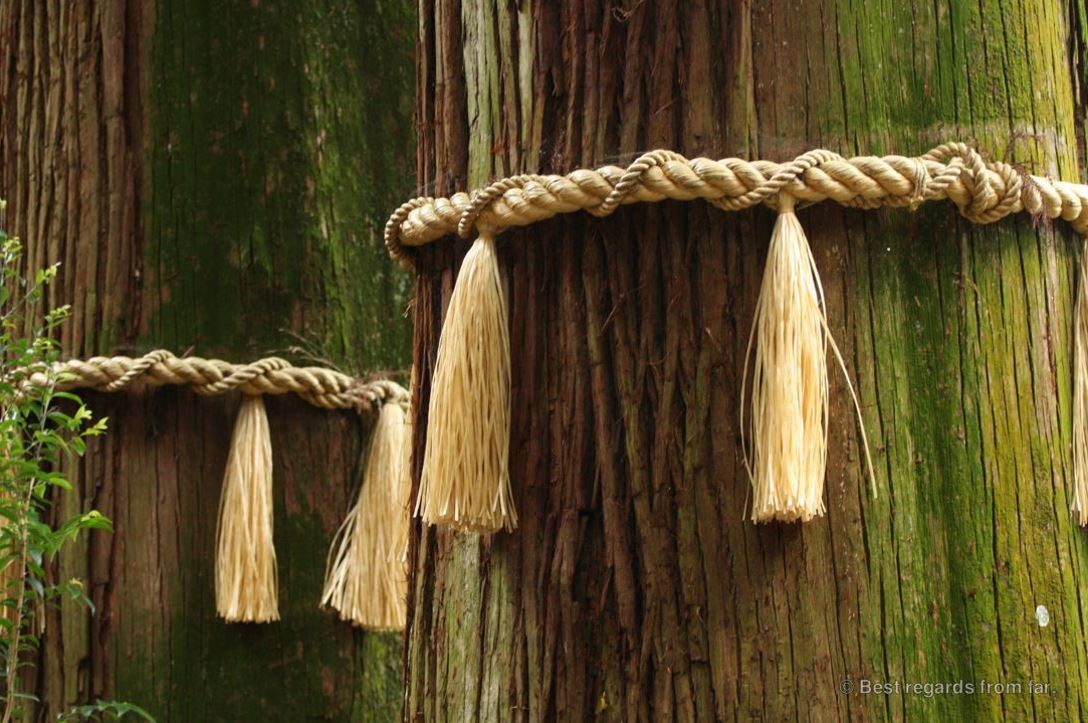 Sacred cedar trees in Takachiho Shrine, Japan.