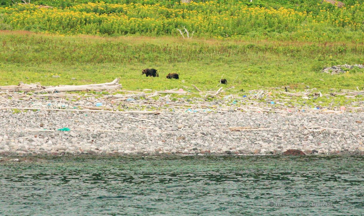 Mother brown bear with her two cubs foraging in the grass, pebbles and water. Shiretoko National Park, Hokkaido, Japan