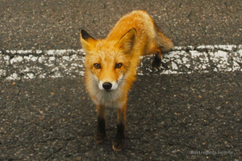 Fox, Shiretoko NP, Hokkaido, Japan.