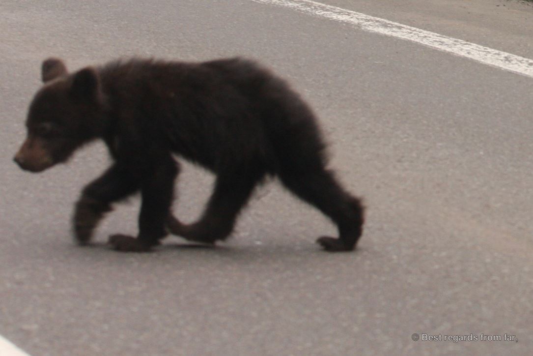 Brown bear cub crossing the road, Shiretoko National Park, Hokkaido, Japan