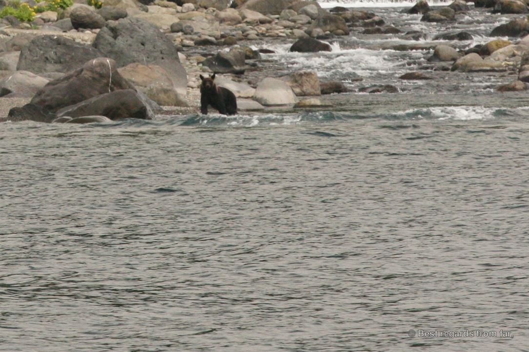 Brown bear in the water looking at us, Shiretoko National Park, Hokkaido, Japan.