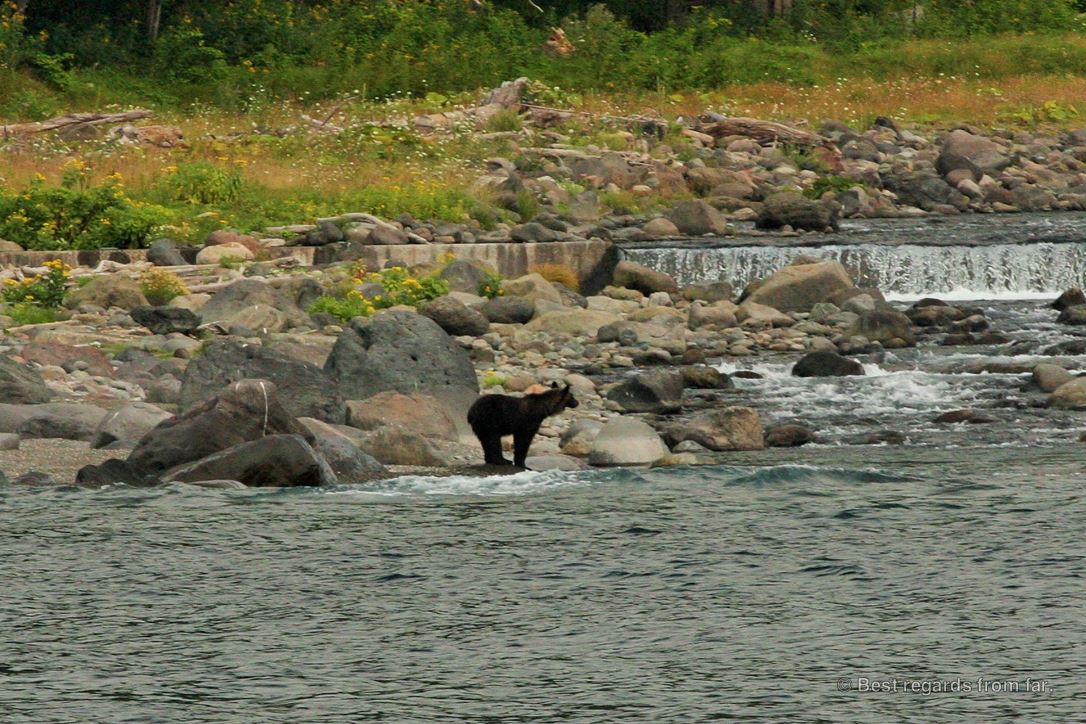 Young brown bear by the sea looking at a waterfall, Shiretoko National Park, Hokkaido.