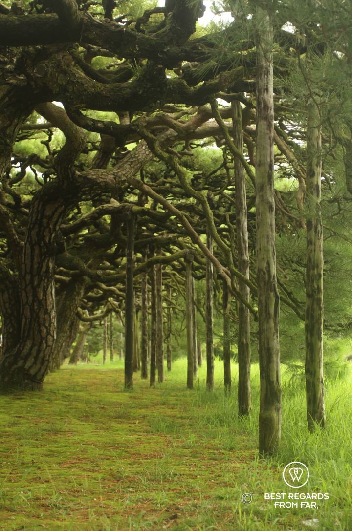 Alley planted with ancient trees in Ritsurin Garden, Takamatsu, the most beautiful Japanese gardens in Japan.