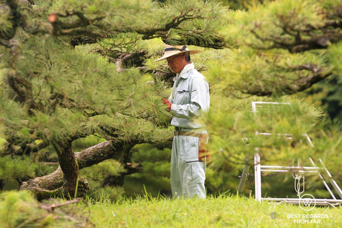 Gardener working carefully in Ritsurin Gardens in Takamatsu, the most beautiful Japanese gardens in Japan.