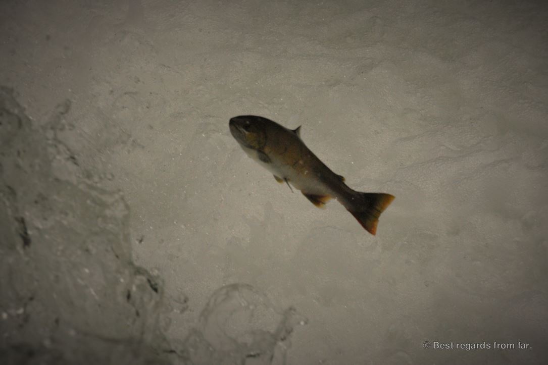 Wild salmon jumping up against a roaring waterfall, Hokkaido, Japan
