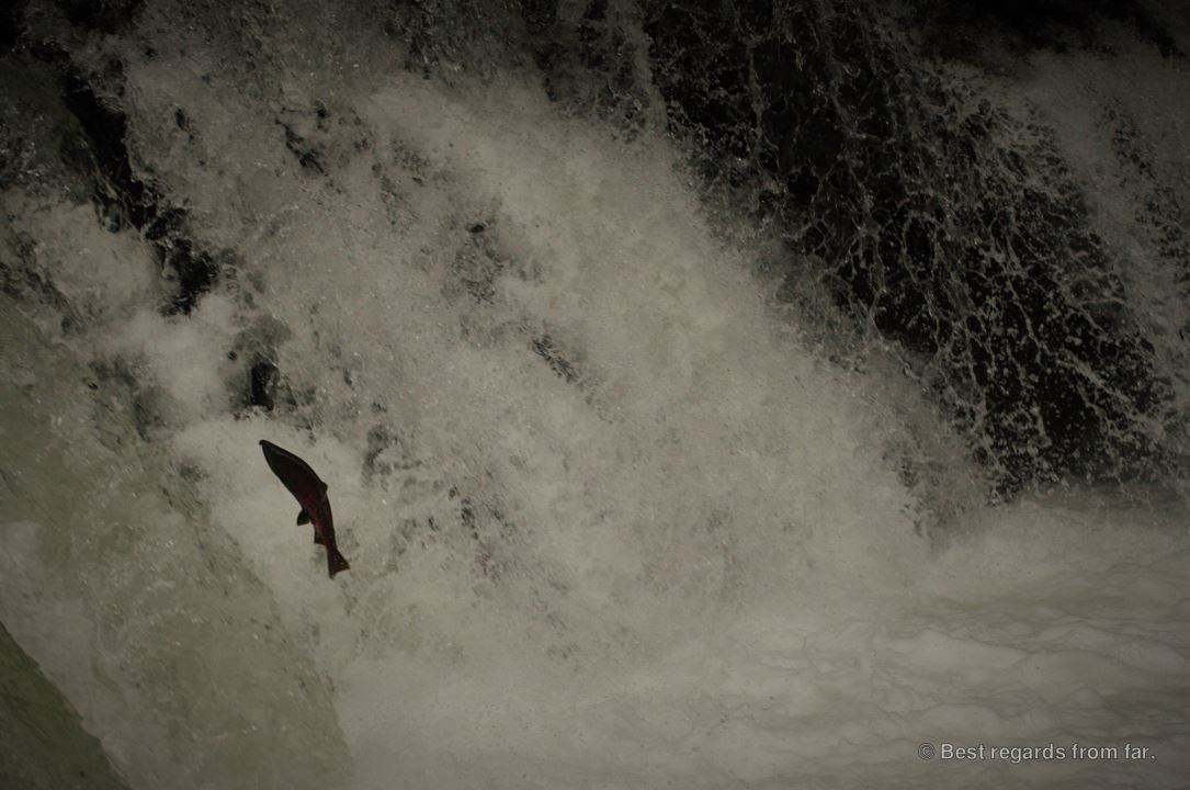 Wild salmon jumping up against a roaring waterfall, Hokkaido, Japan