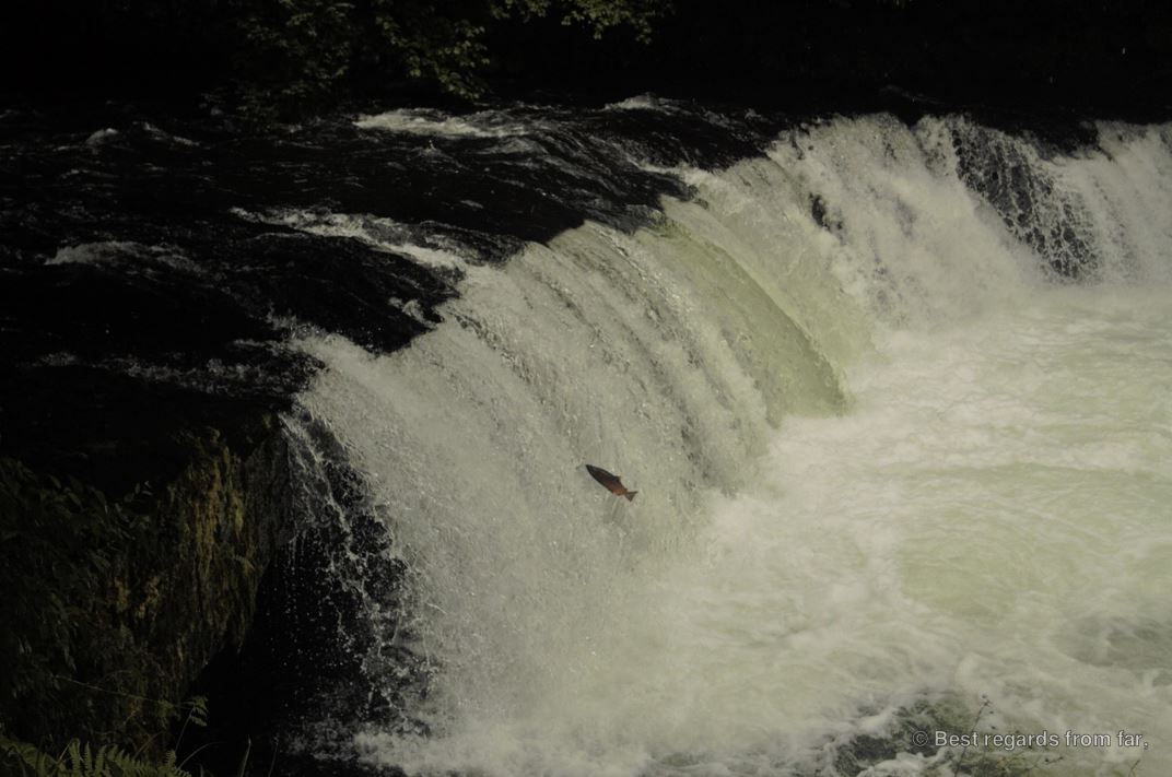 Broad waterfall with a salmon trying to jump against the stream, Hokkaido, Japan.