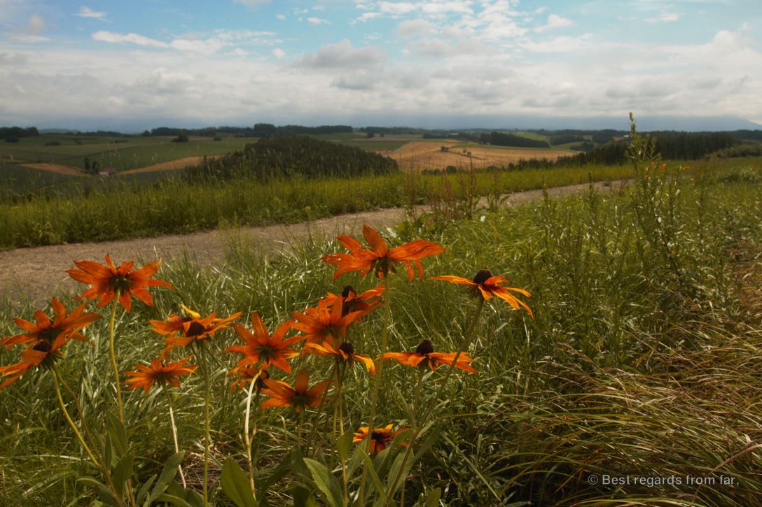 The bucolic landscapes of Biei, Hokkaido, Japan.