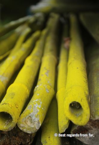 Close-up of green bamboos.