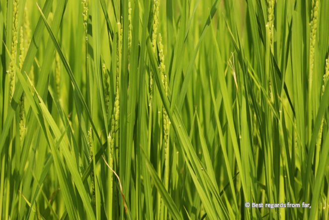 Close-up of rice in a green rice field, Japan.