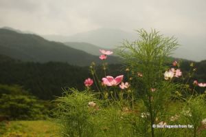 Pink flowers with mountains in the background.