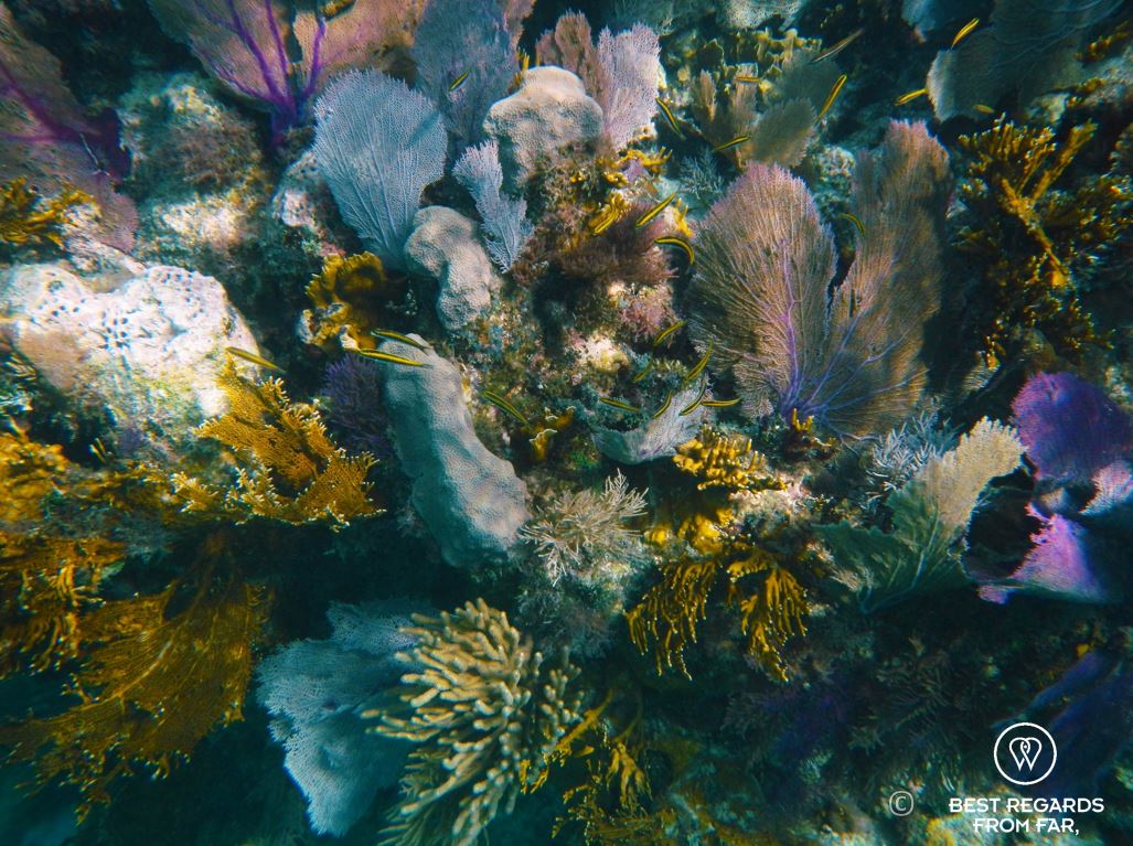 Underwater photo of a coral garden while snorkeling in Glover’s Reef, Belize