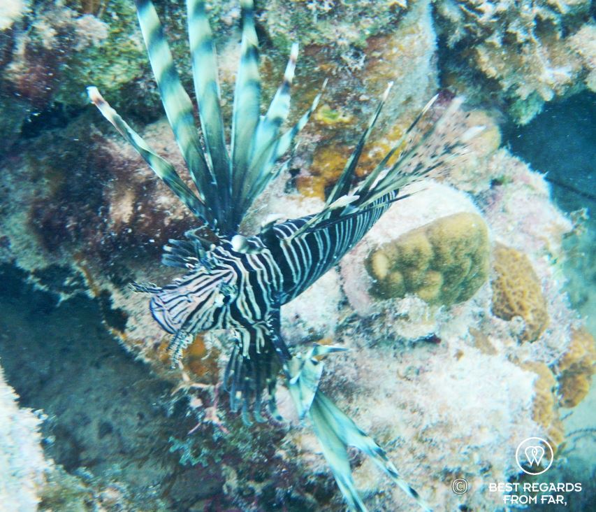 Underwater photo of a lionfish while snorkeling in Glover’s Reef, Belize