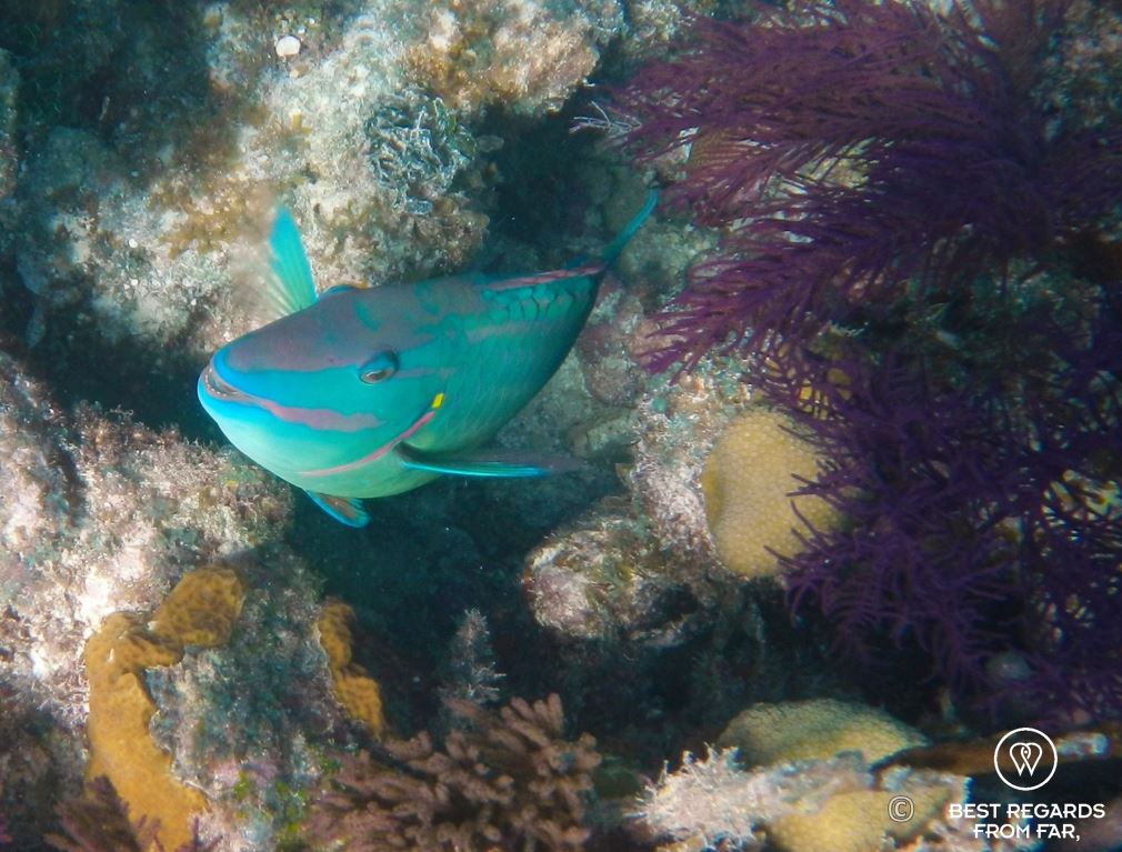 Underwater photo of a parrotfish while SCUBA diving Glover’s Reef, Belize