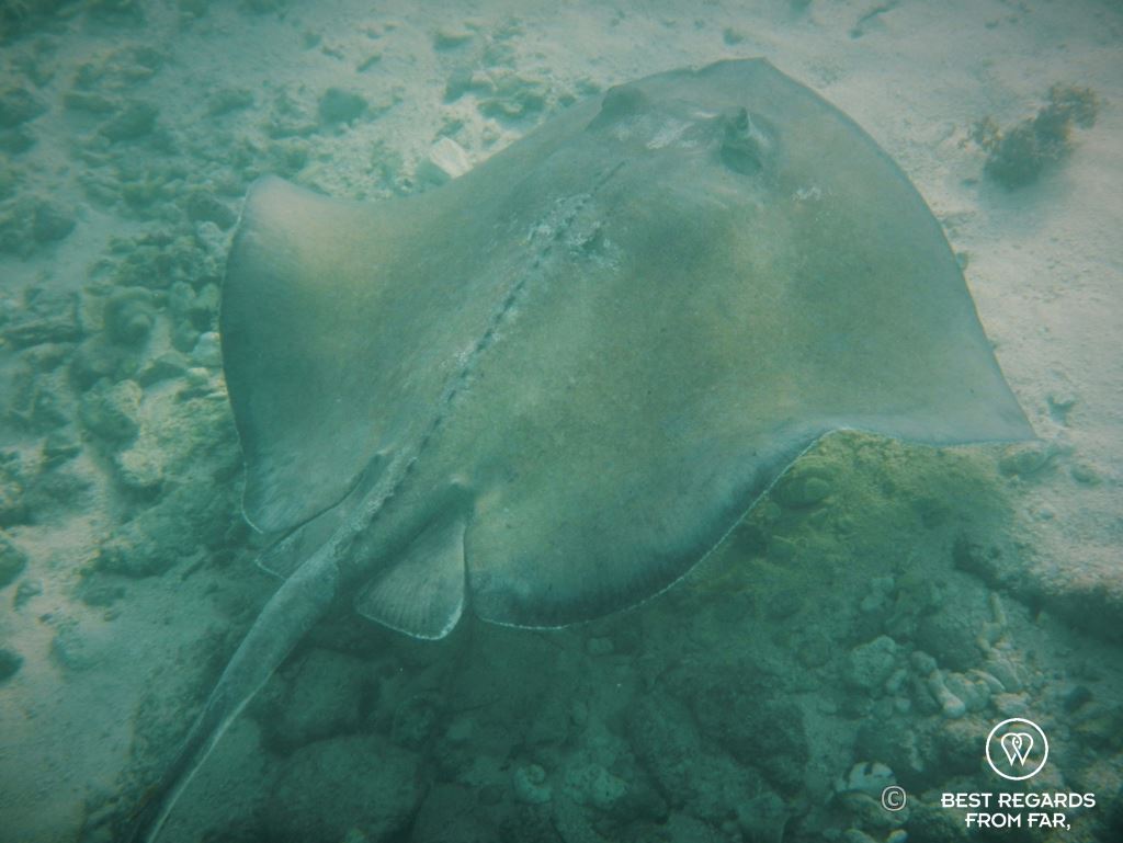 Underwater photo of a southern stingray while snorkeling in Glover’s Reef, Belize