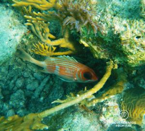Underwater photo of a squirrelfish while SCUBA diving in Glover’s Reef, Belize