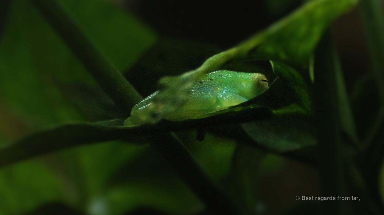 Green tree frog