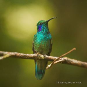 Hummingbird resting in the Santa Elena Cloud Forest, Costa Rica.