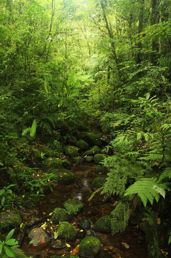The mystical Santa Elena Cloud Forest, Costa Rica