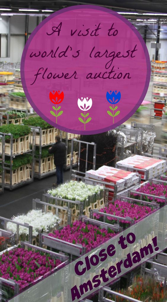 Flower auction - the Netherlands - Pinterest - Pin