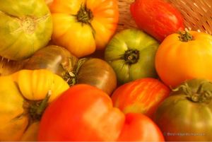 Locally grown tomatoes on the traditional market of Toulon, French Riviera.