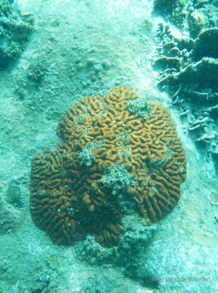 A meandroid coral in the waters of Koh Rong Samloem.