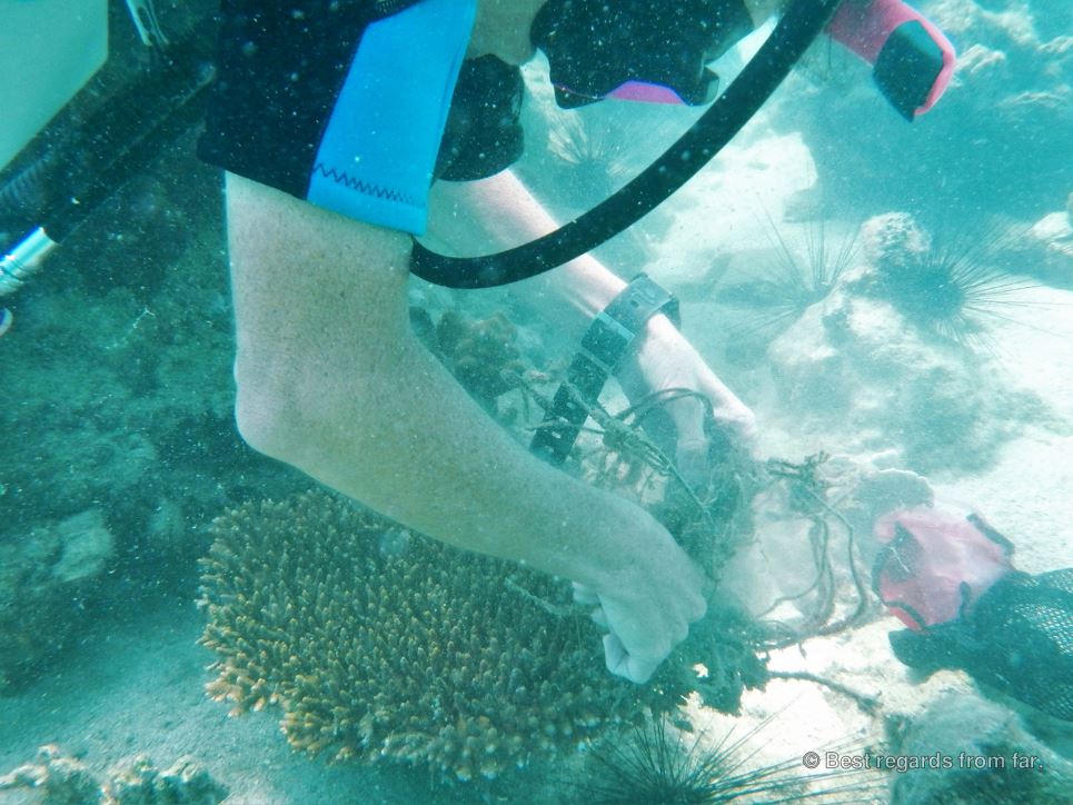 Woman cleaning up trash from the coral.