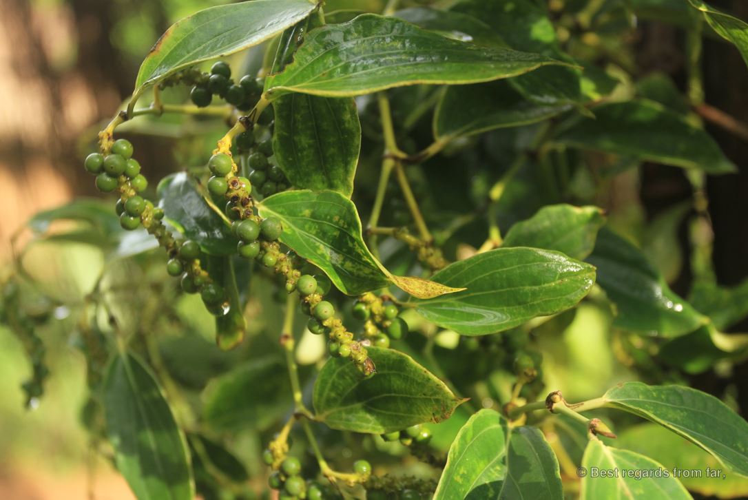 Green cluster of pepper growing on a pepper tree.