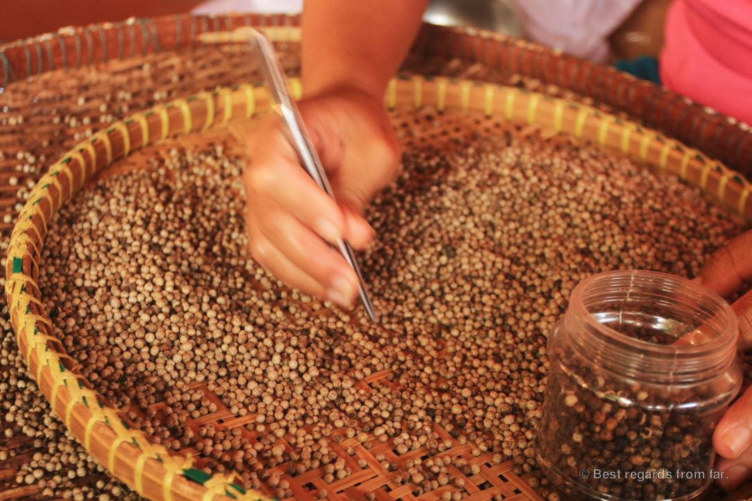 Pepper on a tray being sorted out by hand and tweezers.