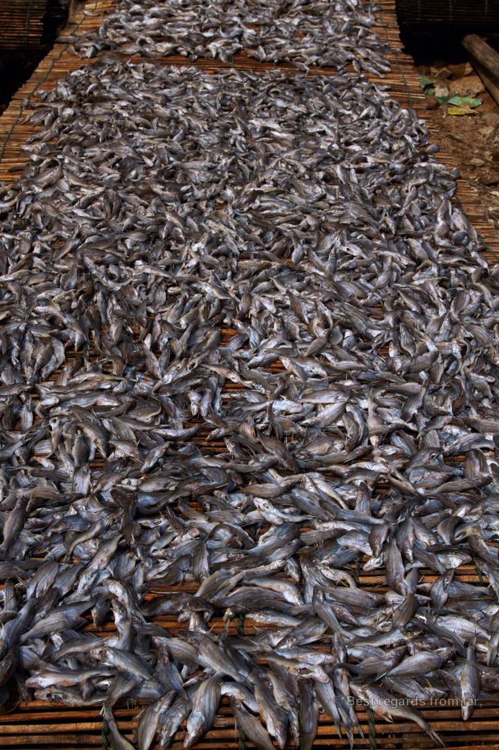 Lots of small fish drying.