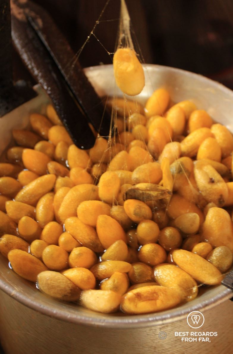 Golden silk cocoons being boiled.