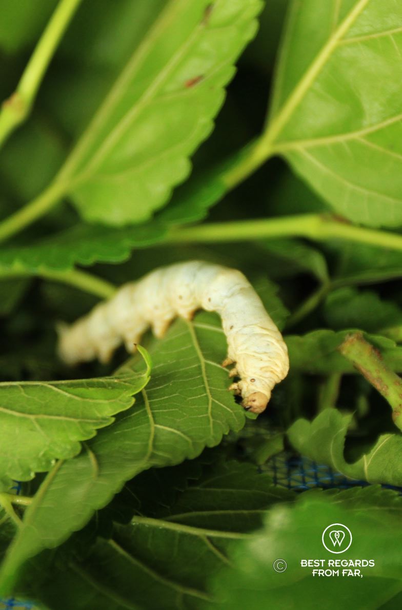 One yellow silkworm eating a mulberry leaf.