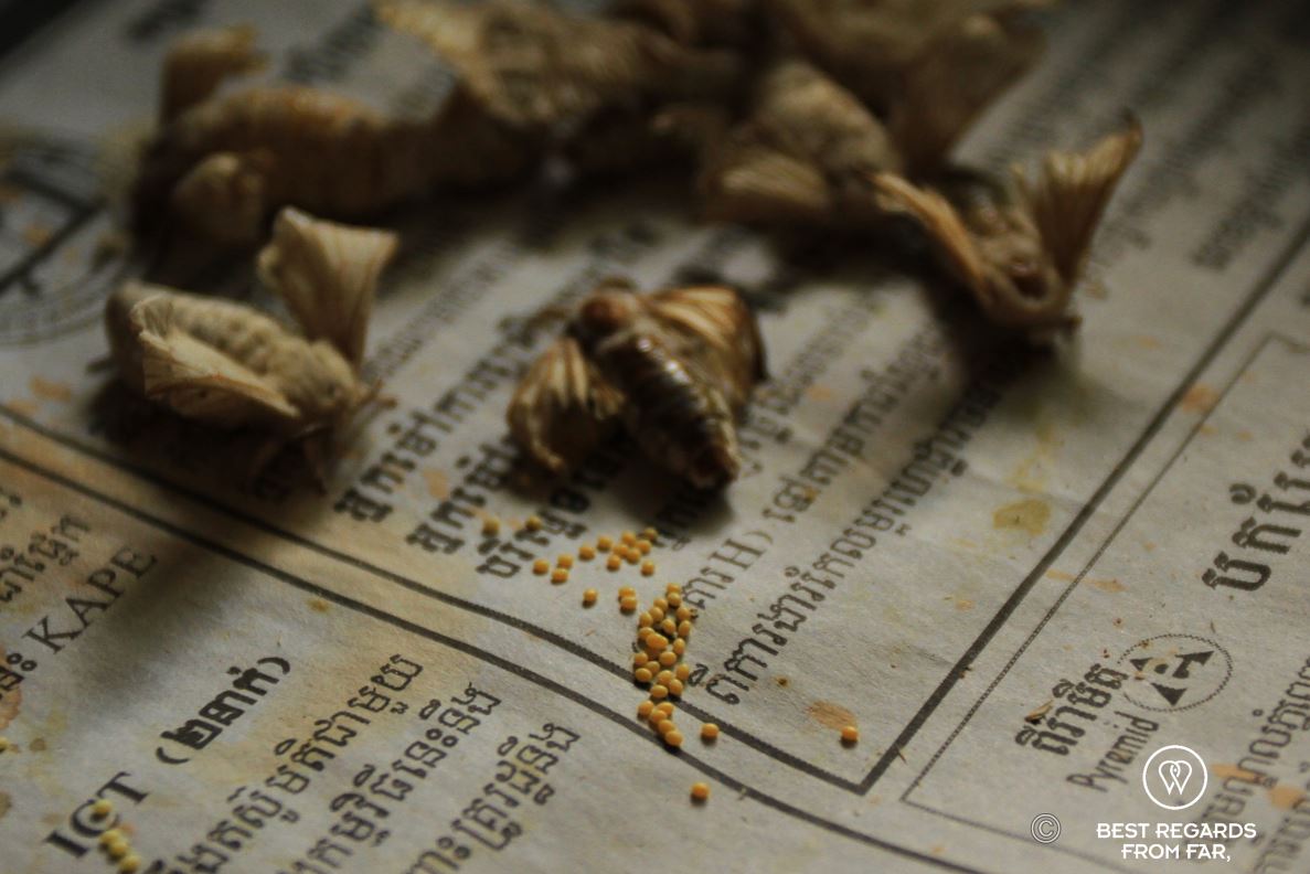 Eggs of yellow silkworms on a Cambodian newspaper.