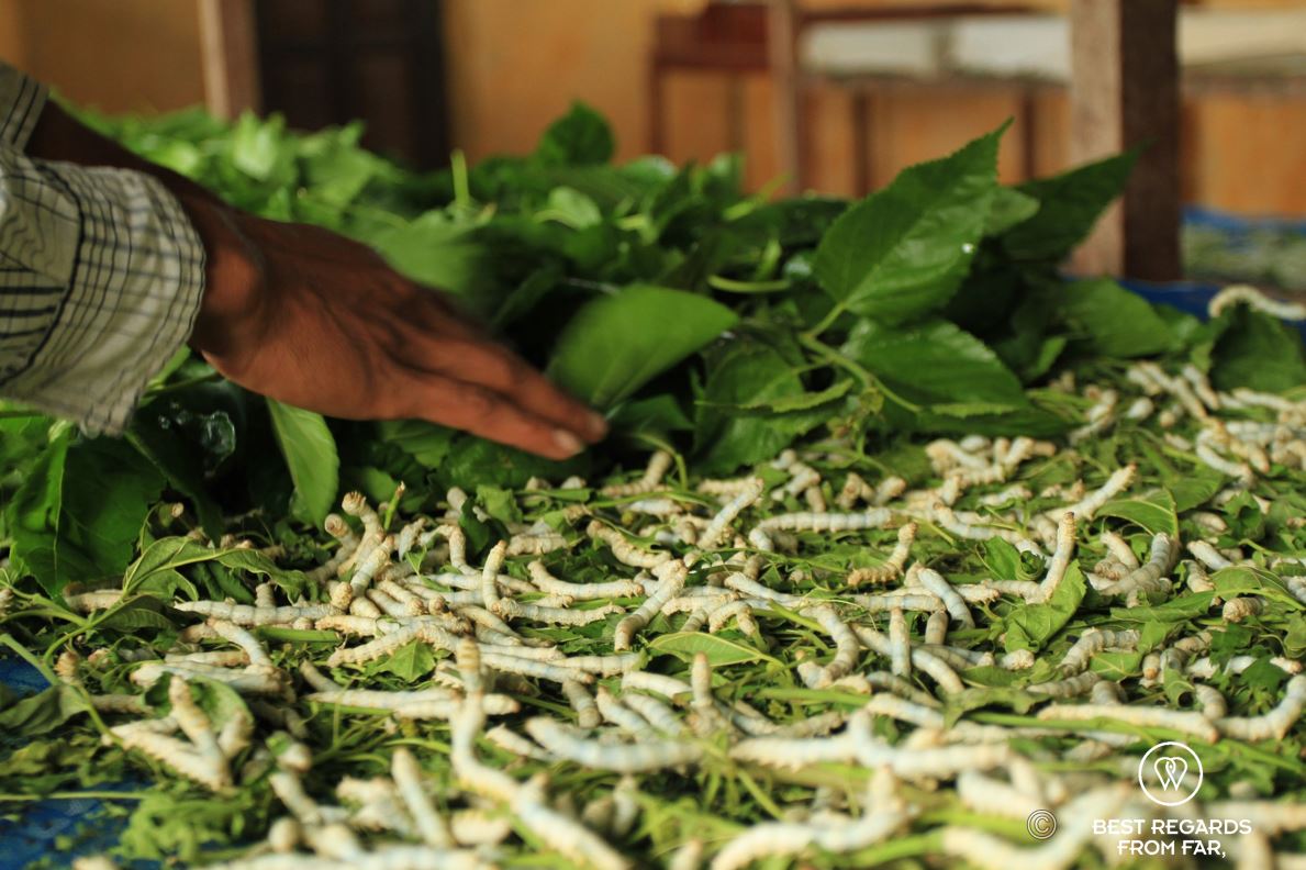 Yellow silkworm eating mulberry leaves.