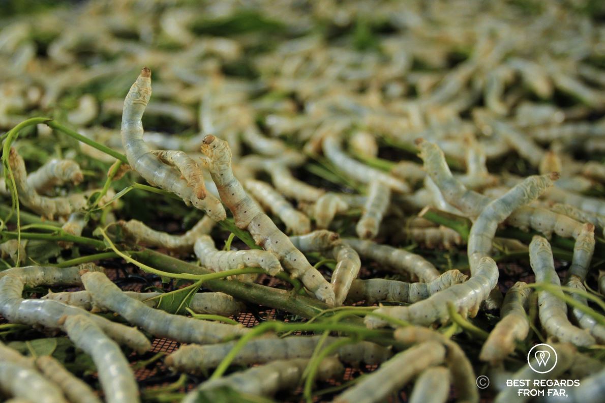 Many yellow silkworms eating a mulberry leaf