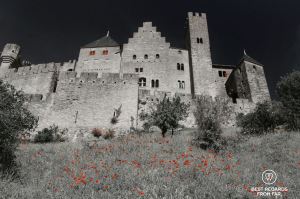 Red poppies and red shades of the medieval city of Carcassonne in France.