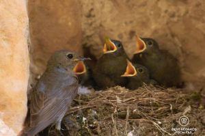 Mother bird feeding four young birds with their beaks open in a nest in stones.