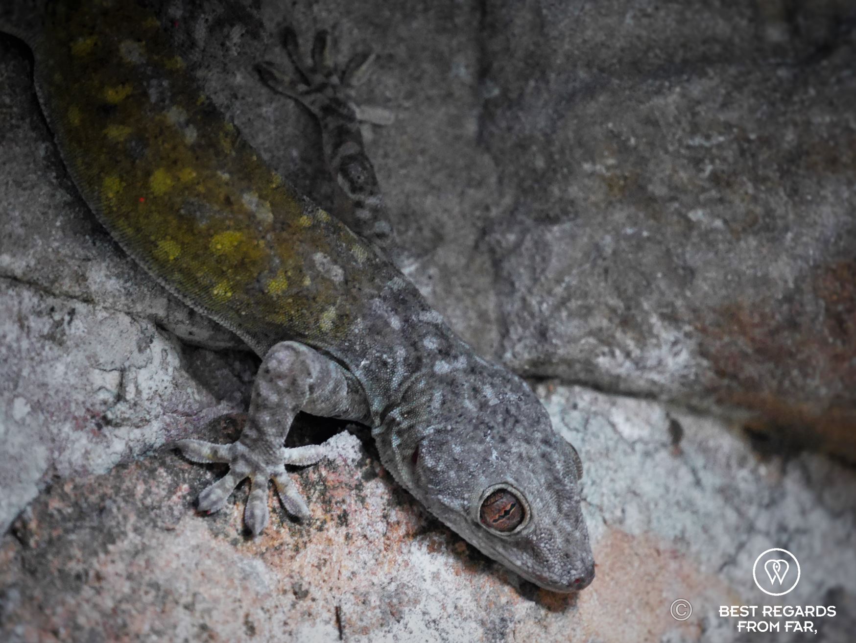 Green and grey gecko on a rock.