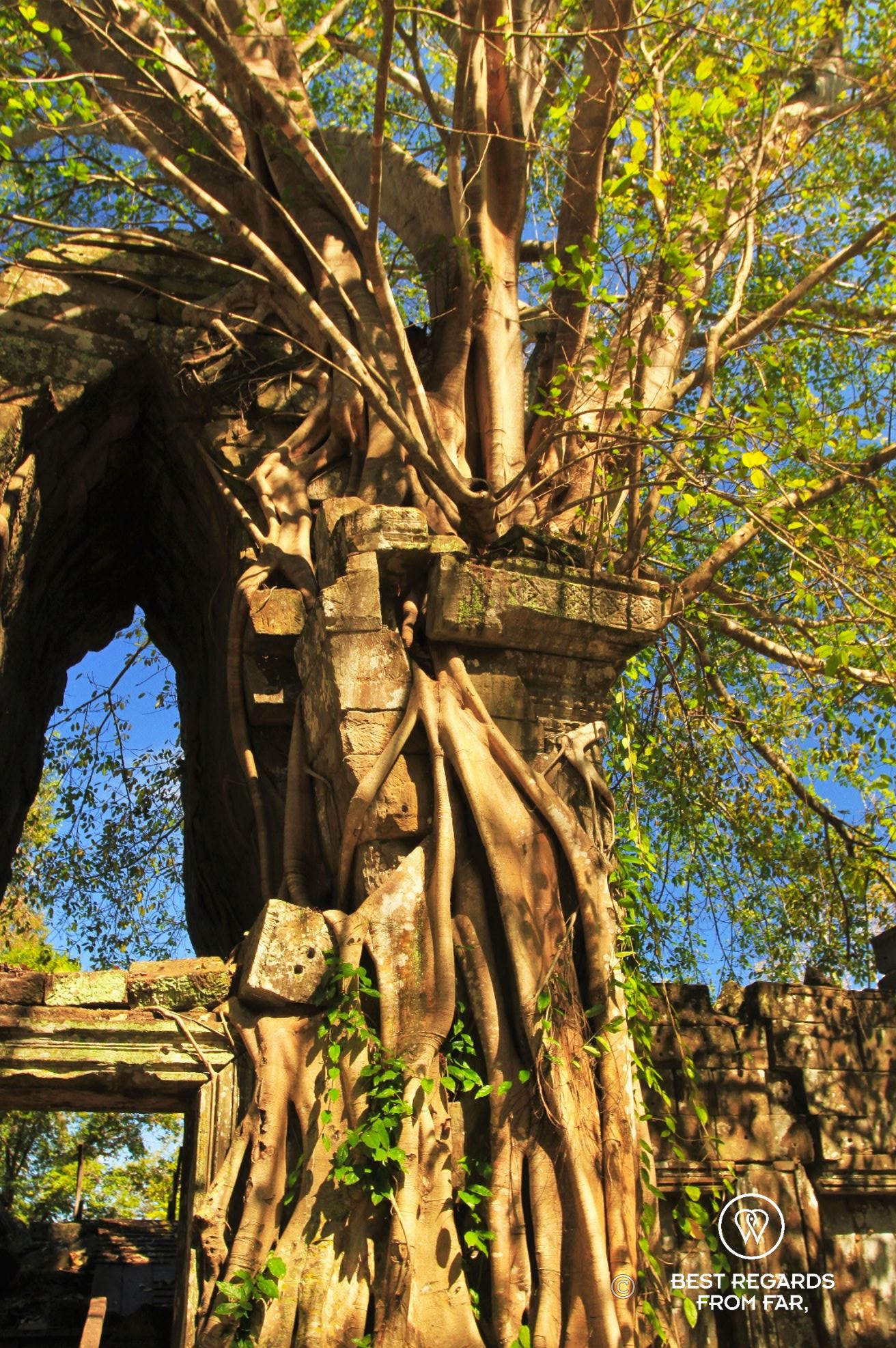 Tree engulfing an ancient temple.