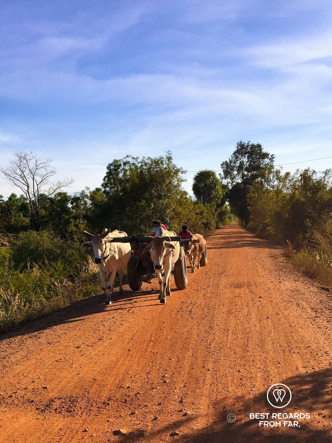 Cart on dirt road pulled by oxen.