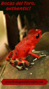 Red poison dart frog, Panama PIN