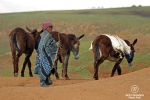 Young Basotho shepherd wearing the traditional wool blanket, and walking with donkeys in Lesotho.