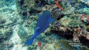 Boxfish, SCUBA diving Sodwana Bay, Souh Africa