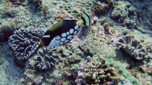 Clown triggerfish, SCUBA diving Sodwana Bay, Souh Africa.